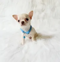 Louie, a male Chihuahua for sale in Sacramento, CA – 10 of 10