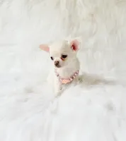 Liam, a male Chihuahua for sale in Sacramento, CA – 4 of 10