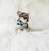 Tommy, a male Chihuahua for sale in Sacramento, CA – 9 of 10