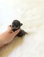 Tiny AKC Stormie, a male Chihuahua for sale in Sacramento, CA – 3 of 3