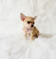 Marley, a male Chihuahua for sale in Sacramento, CA – 3 of 5