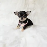 Tiny Sasha , a female Chihuahua for sale in Sacramento, CA – 5 of 5