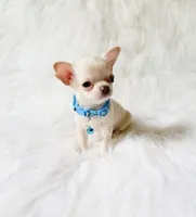 Louie, a male Chihuahua for sale in Sacramento, CA – 3 of 10