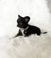 Tiny Felix, a male Chihuahua for sale in Sacramento, CA – Photo 8 of 10