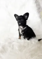 Tiny Felix, a male Chihuahua for sale in Sacramento, CA – Photo 6 of 10