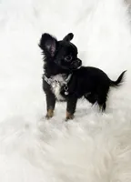 Tiny Felix, a male Chihuahua for sale in Sacramento, CA – Photo 4 of 10