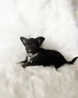 Tiny Felix, a male Chihuahua for sale in Sacramento, CA – Photo 9 of 10