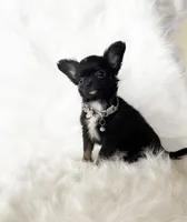 Tiny Felix, a male Chihuahua for sale in Sacramento, CA – Photo 2 of 10