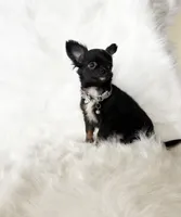 Tiny Felix, a male Chihuahua for sale in Sacramento, CA – Photo 5 of 10