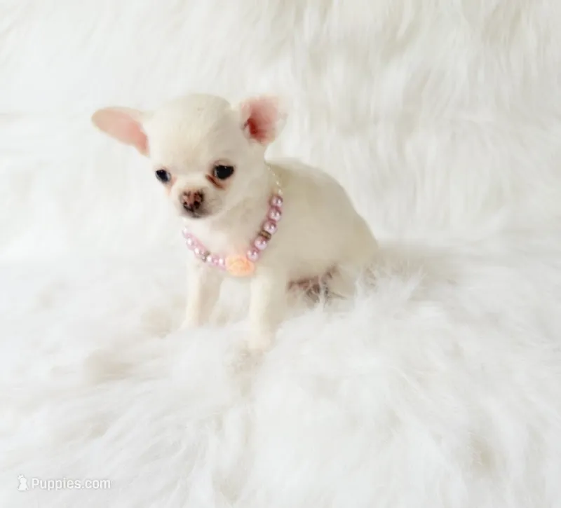 Liam – Chihuahua puppy for sale in Sacramento, CA
