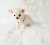 Liam, a male Chihuahua for sale in Sacramento, CA – 1 of 10