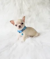 Louie, a male Chihuahua for sale in Sacramento, CA – 8 of 10