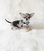 Tommy, a male Chihuahua for sale in Sacramento, CA – 2 of 10