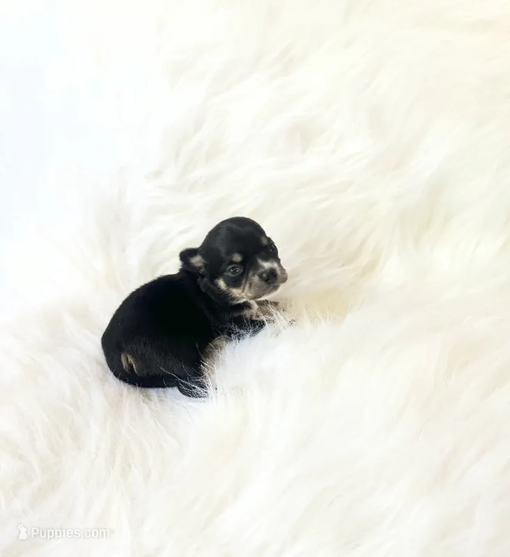 AKC Riley – Chihuahua puppy for sale in Sacramento, CA