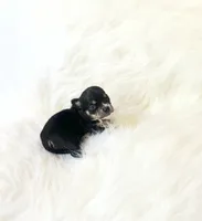AKC Riley, a female Chihuahua for sale in Sacramento, CA – 1 of 3