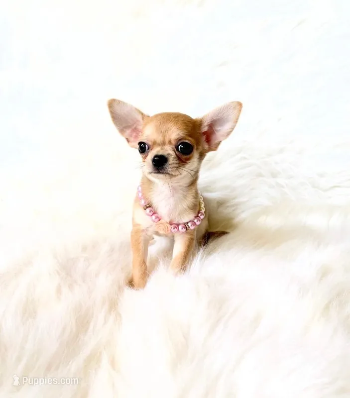 Timmy – Chihuahua puppy for sale in Sacramento, CA