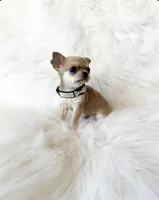 Timmy, a male Chihuahua for sale in Sacramento, CA – Photo 3 of 7