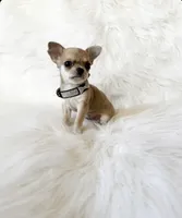 Timmy, a male Chihuahua for sale in Sacramento, CA – Photo 6 of 7