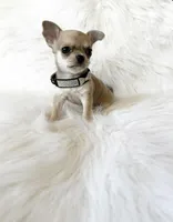 Timmy, a male Chihuahua for sale in Sacramento, CA – Photo 4 of 7