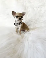 Timmy, a male Chihuahua for sale in Sacramento, CA – Photo 2 of 7