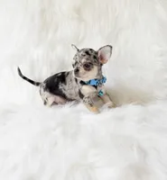 Tommy, a male Chihuahua for sale in Sacramento, CA – 8 of 10