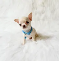Louie, a male Chihuahua for sale in Sacramento, CA – 2 of 10