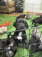 Ava 🖤 DKC REGISTERED, a female Great Dane and Cane Corso for sale in New Orleans, LA – 4 of 10