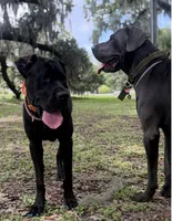 Ava 🖤 DKC REGISTERED, a female Great Dane and Cane Corso for sale in New Orleans, LA – 9 of 10