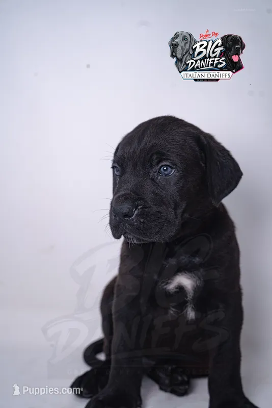 SEVYN 7️⃣ DKC REGISTERED – Great Dane, Cane Corso puppy for sale in New Orleans, LA