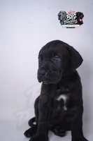 SEVYN 7️⃣ DKC REGISTERED, a male Great Dane and Cane Corso for sale in New Orleans, LA – 1 of 10