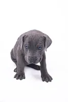 Petite 💙 DKC REGISTERED, a female Great Dane and Cane Corso for sale in New Orleans, LA – 2 of 9