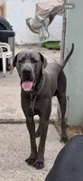 SEVYN 7️⃣ DKC REGISTERED, a male Great Dane and Cane Corso for sale in New Orleans, LA – 8 of 10