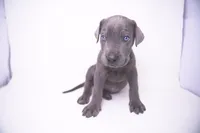 Petite 💙 DKC REGISTERED, a female Great Dane and Cane Corso for sale in New Orleans, LA – 4 of 9