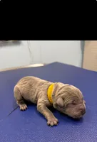 Yella Girl ☀️ DKC REGISTERED, a female Great Dane and Cane Corso for sale in New Orleans, LA – 4 of 10
