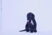 Ava 🖤 DKC REGISTERED, a female Great Dane and Cane Corso for sale in New Orleans, LA – 3 of 10