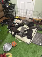 SEVYN 7️⃣ DKC REGISTERED, a male Great Dane and Cane Corso for sale in New Orleans, LA – 10 of 10