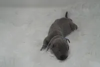 Petite 💙 DKC REGISTERED, a female Great Dane and Cane Corso for sale in New Orleans, LA – 6 of 9
