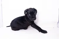 Ace ♠️ DKC REGISTERED, a female Great Dane and Cane Corso for sale in New Orleans, LA – 4 of 10