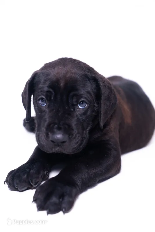 KoKo 🐻 DKC REGISTERED – Great Dane, Cane Corso puppy for sale in New Orleans, LA