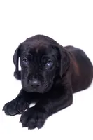 KoKo 🐻 DKC REGISTERED, a male Great Dane and Cane Corso for sale in New Orleans, LA – 1 of 9