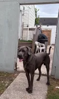 Petite 💙 DKC REGISTERED, a female Great Dane and Cane Corso for sale in New Orleans, LA – 9 of 9