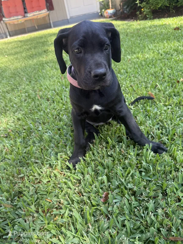 Ace ♠️ DKC REGISTERED – Great Dane, Cane Corso puppy for sale in New Orleans, LA