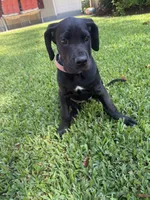 Ace ♠️ DKC REGISTERED, a female Great Dane and Cane Corso for sale in New Orleans, LA – 1 of 10