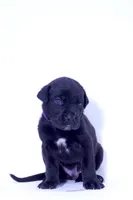 SEVYN 7️⃣ DKC REGISTERED, a male Great Dane and Cane Corso for sale in New Orleans, LA – 5 of 10