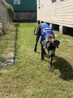 Yella Girl ☀️ DKC REGISTERED, a female Great Dane and Cane Corso for sale in New Orleans, LA – 10 of 10
