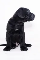 Sparky, a female Great Dane and Cane Corso for sale in New Orleans, LA – 4 of 4