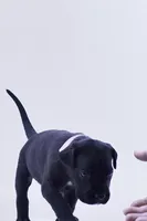Ace ♠️ DKC REGISTERED, a female Great Dane and Cane Corso for sale in New Orleans, LA – 6 of 10