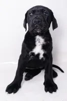 Ava 🖤 DKC REGISTERED, a female Great Dane and Cane Corso for sale in New Orleans, LA – 2 of 10