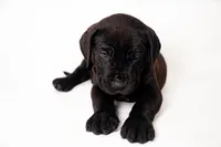 KoKo 🐻 DKC REGISTERED, a male Great Dane and Cane Corso for sale in New Orleans, LA – 3 of 9