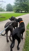 Ace ♠️ DKC REGISTERED, a female Great Dane and Cane Corso for sale in New Orleans, LA – 9 of 10
